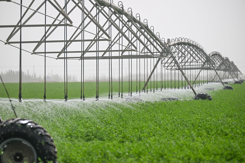 沙漠牧草 治沙护绿添新景澳门新葡京入口新疆和田：