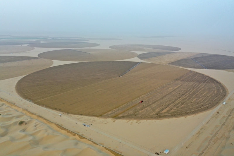 沙漠牧草 治沙护绿添新景澳门新葡京入口新疆和田：(图2)