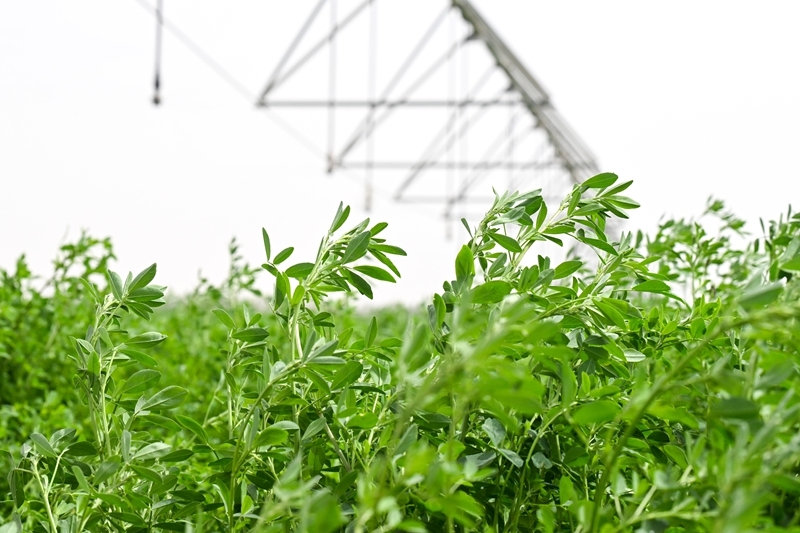 沙漠牧草 治沙护绿添新景澳门新葡京入口新疆和田：(图4)