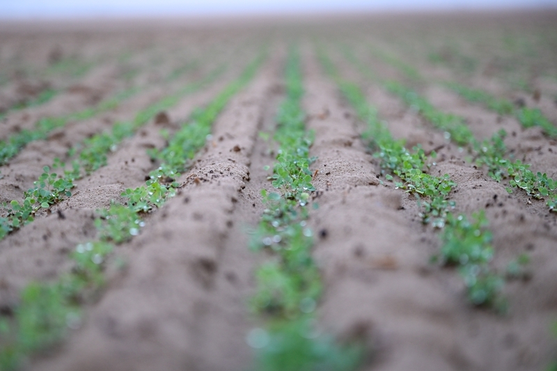 沙漠牧草 治沙护绿添新景澳门新葡京入口新疆和田：(图8)